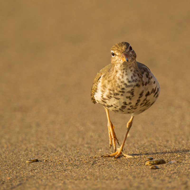 spotted sandpiper- actitis macularius-chevalier grivel-pelee island