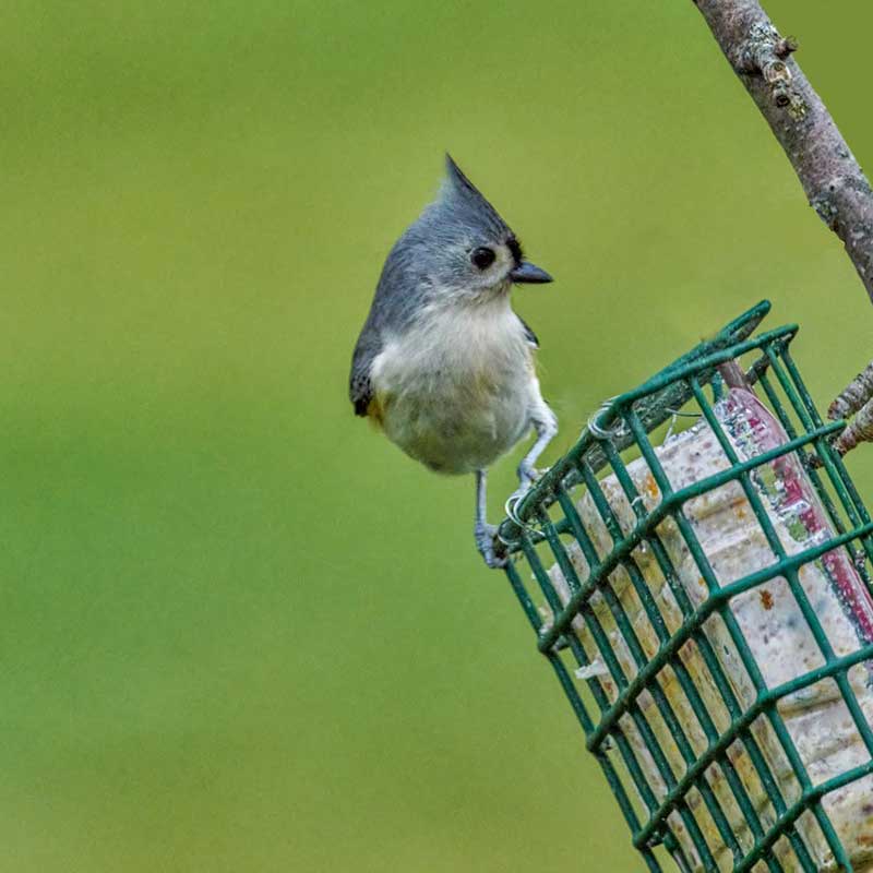 tufted titmouse - official Bird of Windsor