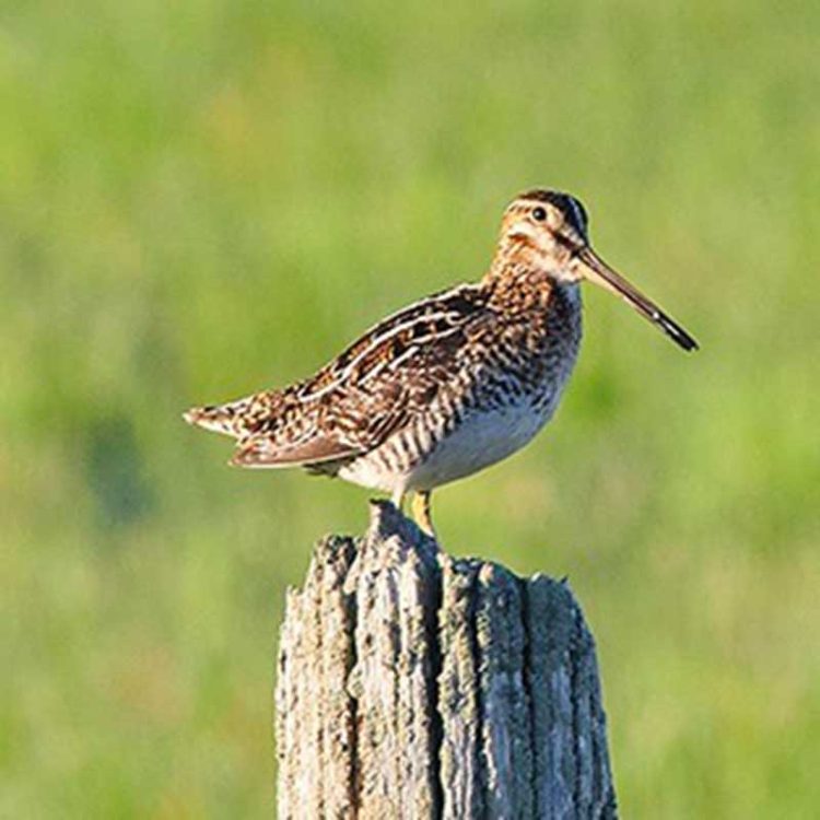 The Pelee Island Bird Observatory